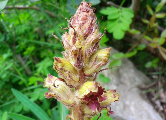 Orobanche, pianta problematica