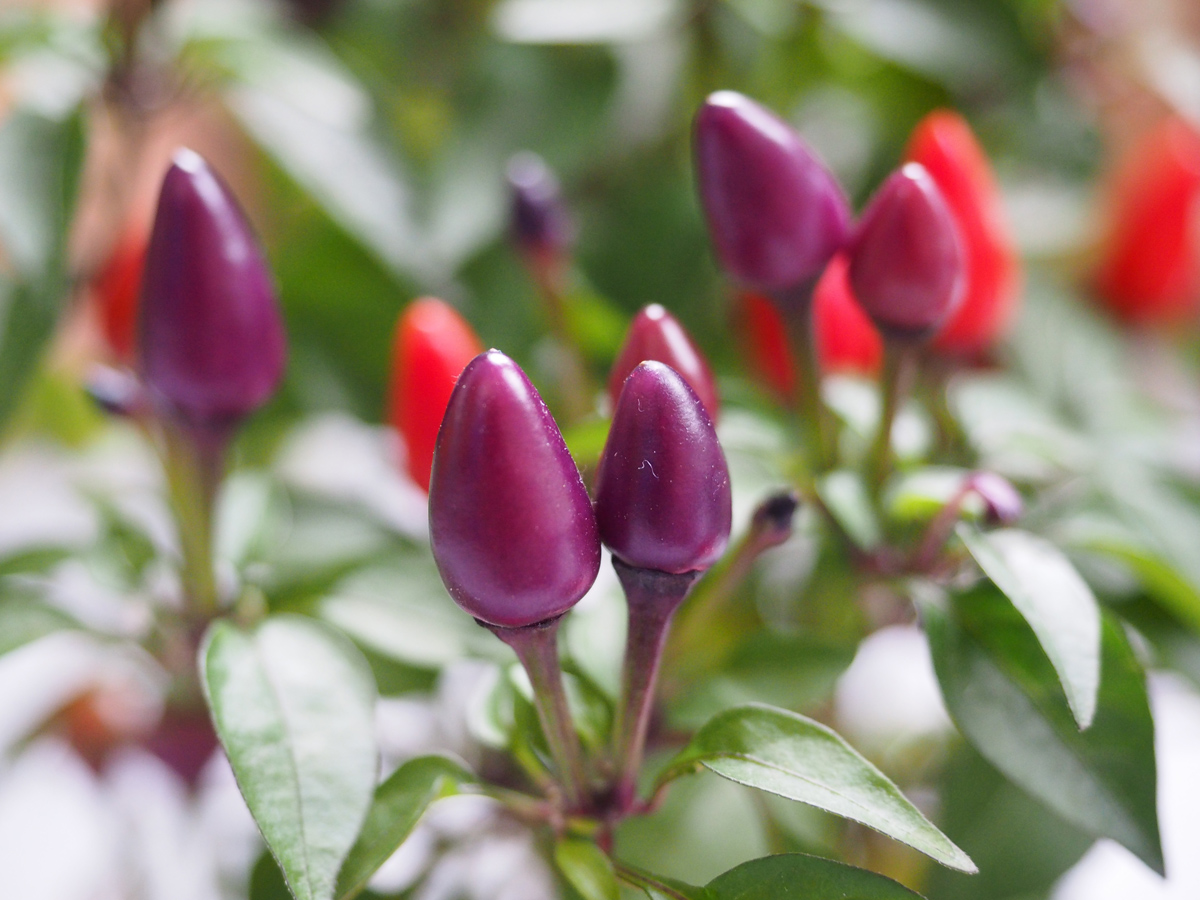 Capsicum annuum (Peperoncino ornamentale)