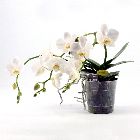Orchidea Phalaenopsis Artisto