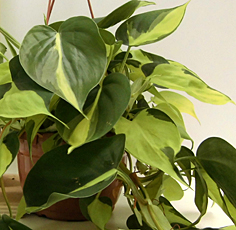 Philodendron Scandens Brazil