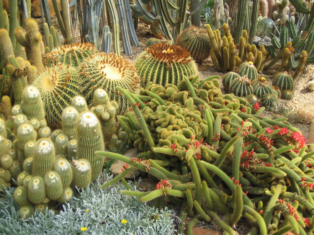 Dry gardening, le piante che non hanno sete