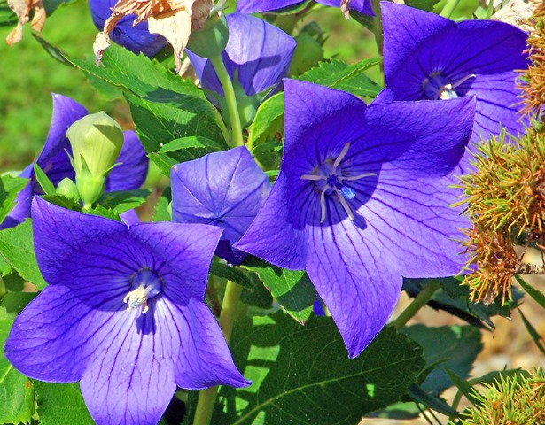 Platycodon grandiflora o Campanula cinese