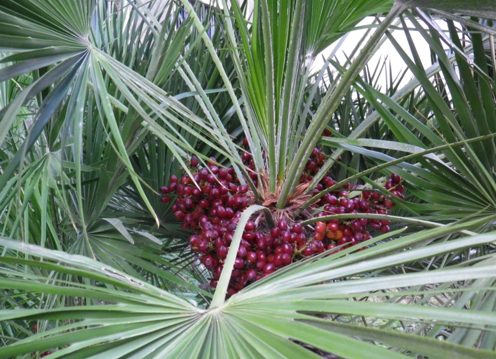 La palma nana e il suo alto valore naturalistico