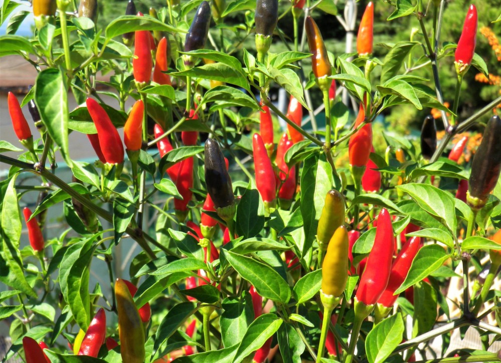 Il peperoncino piccante, delizia di tutti i buongustai