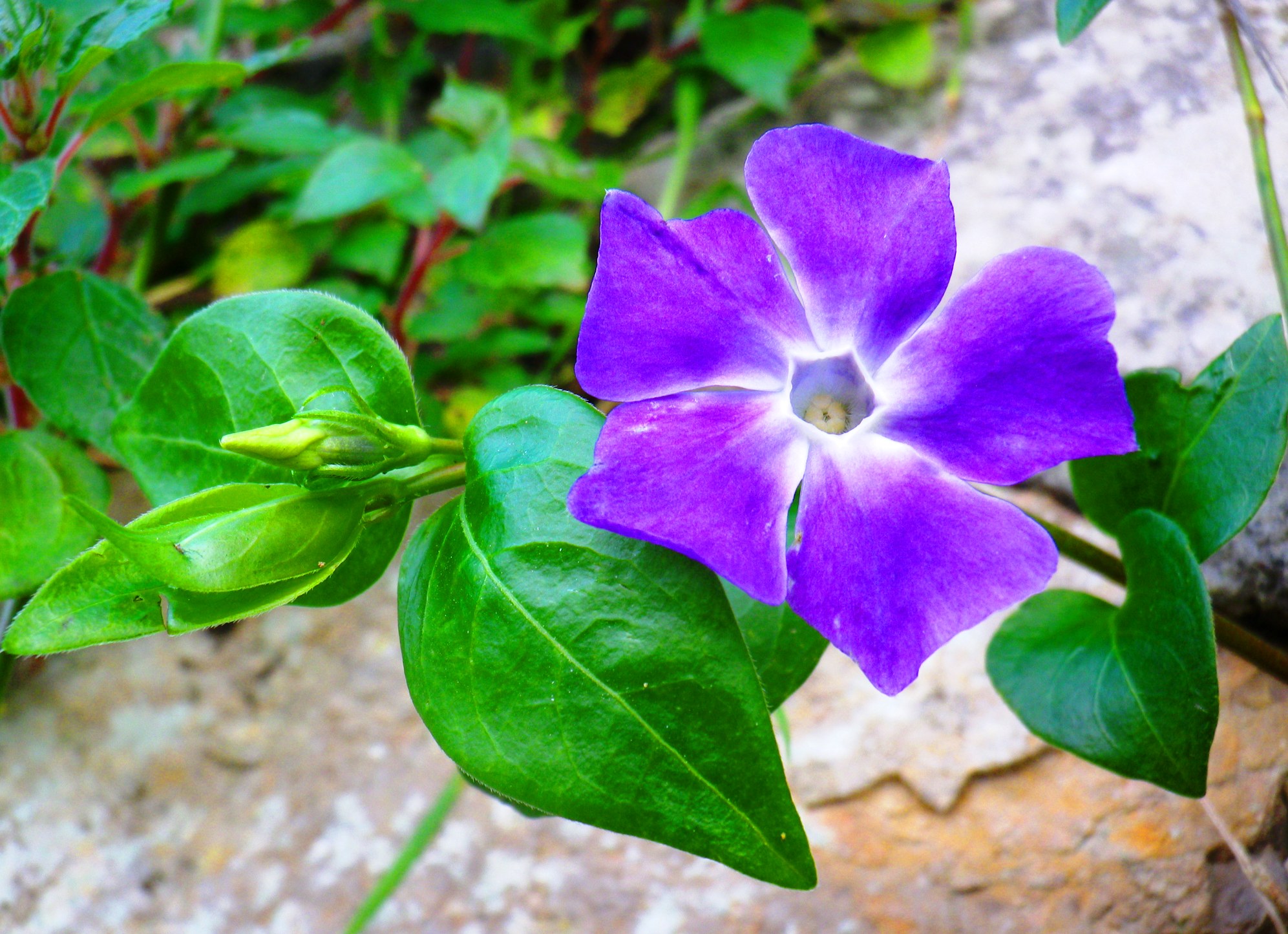 Pervinca, il colore di alta moda