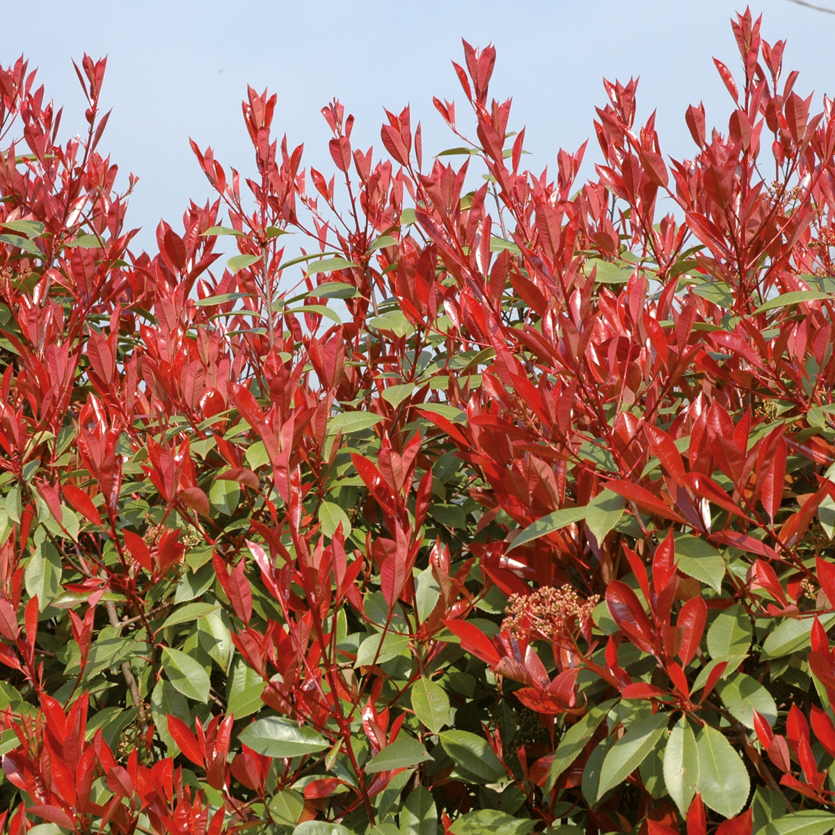 Photinia Fraseri Red Robin