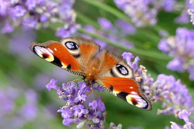 Più biodiversità in giardino uguale meno parassiti