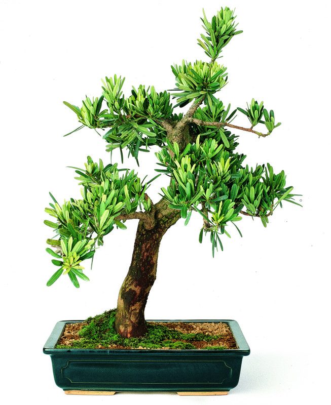 Podocarpus