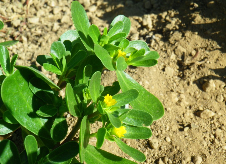 Portulaca, la “pianta pazzesca”