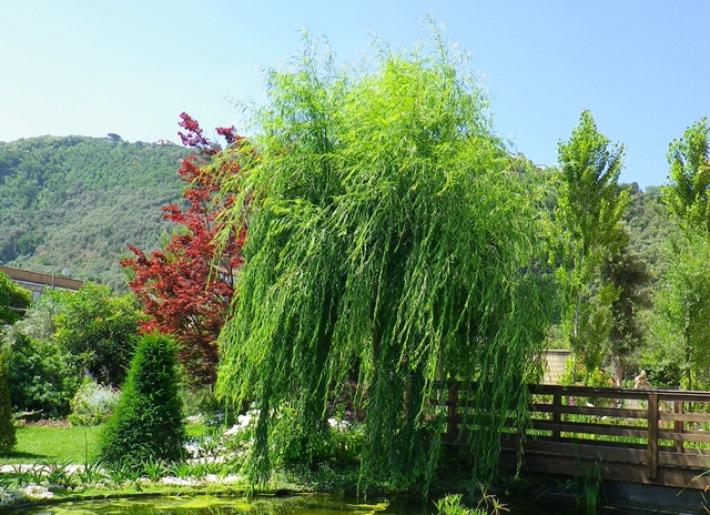 Salice, l’albero del Viminale