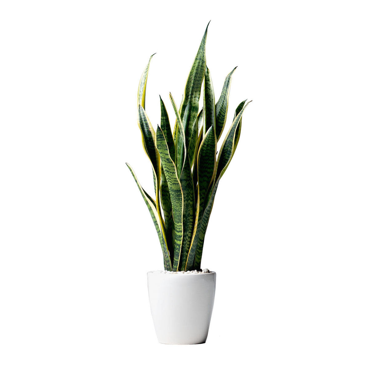 Sansevieria Laurentii