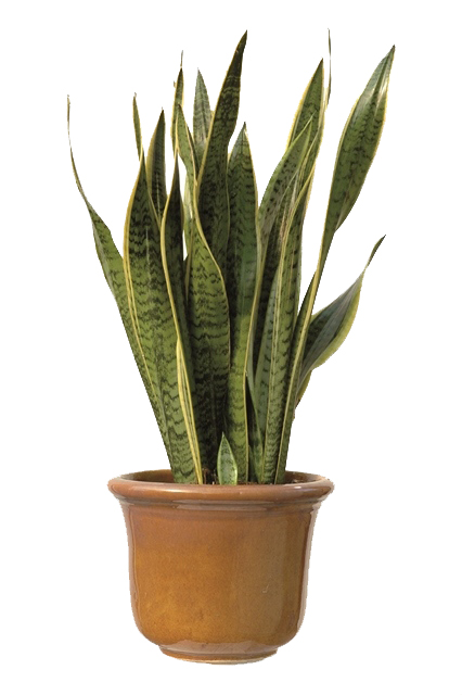 La Sansevieria, meraviglia della natura