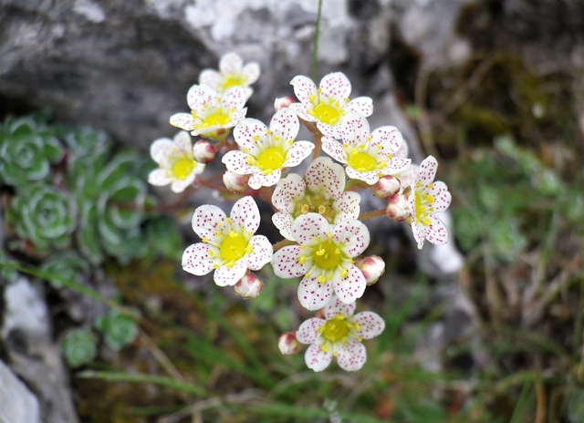 Sassifraga, la pianta nella roccia