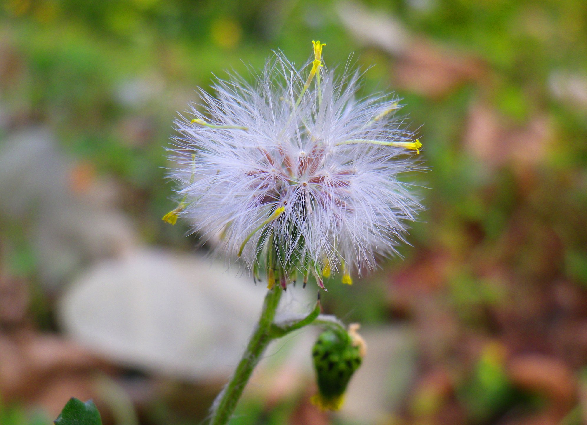 Senecio, etimologicamente “vecchio”