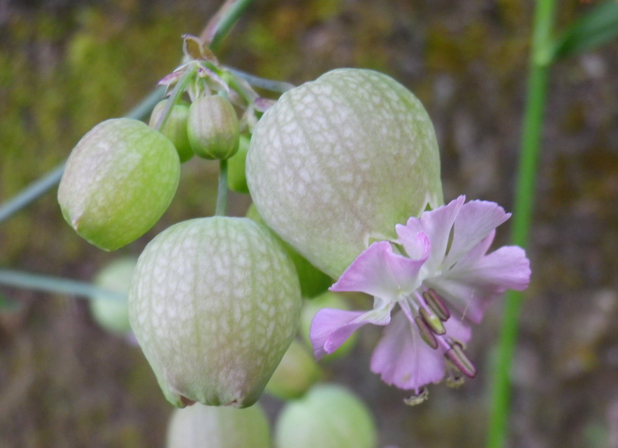 Silene, fiori bellissimi a corolla rosea