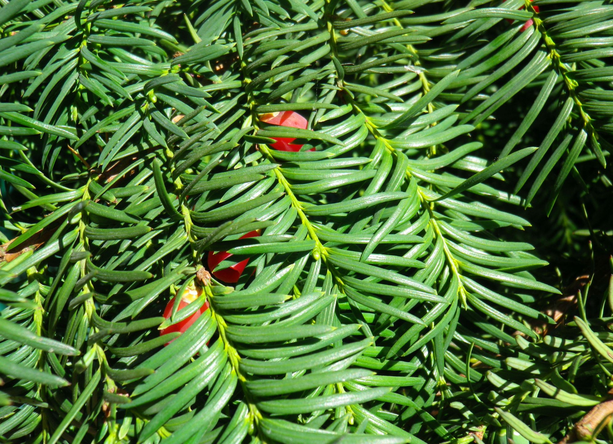 Tasso, conifera bella e longeva