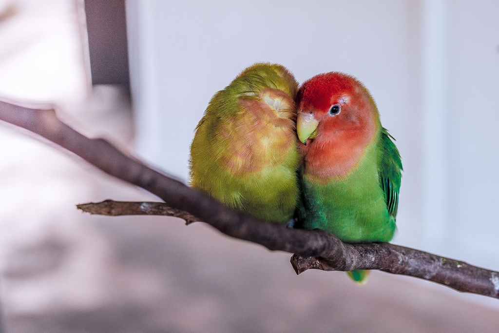 L’emorragia negli uccelli domestici