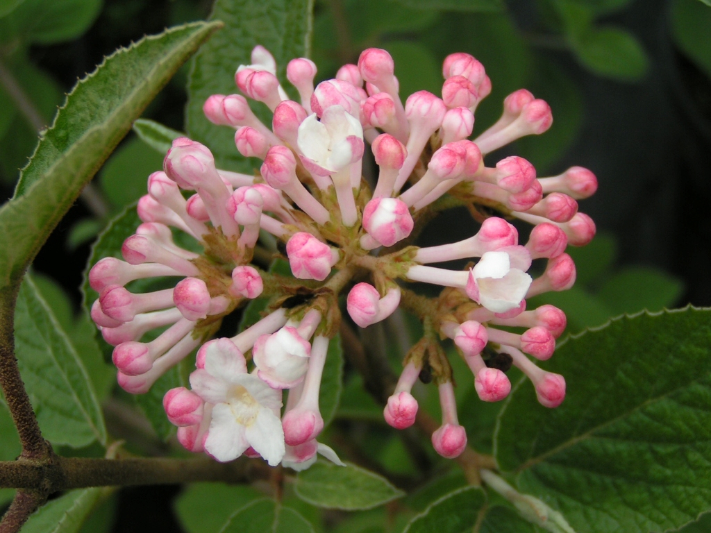 Viburnum carlesii