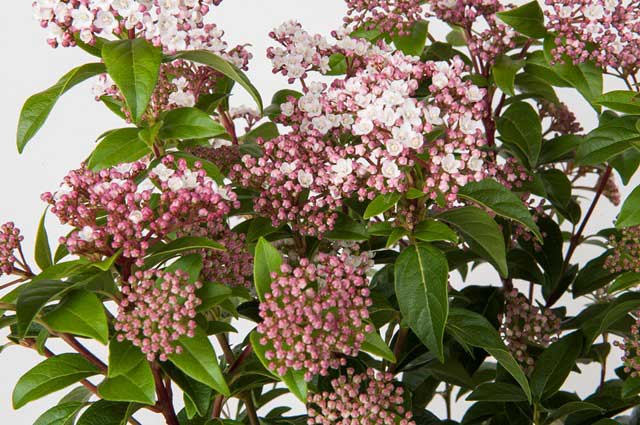 Viburnum tinus