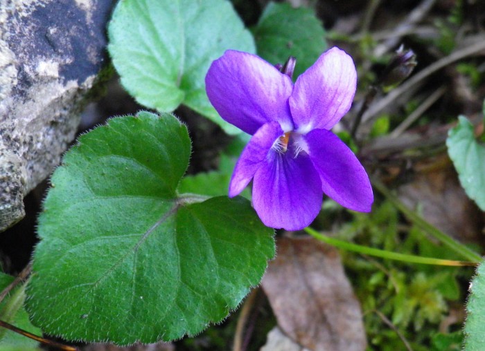 Viola mammola, nota romantica in giardino