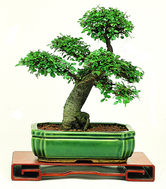 Olmo (Zelkova nire)