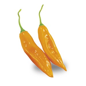 Peperoncino Aji Amarillo