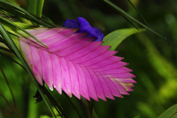 Tillandsia cyanea