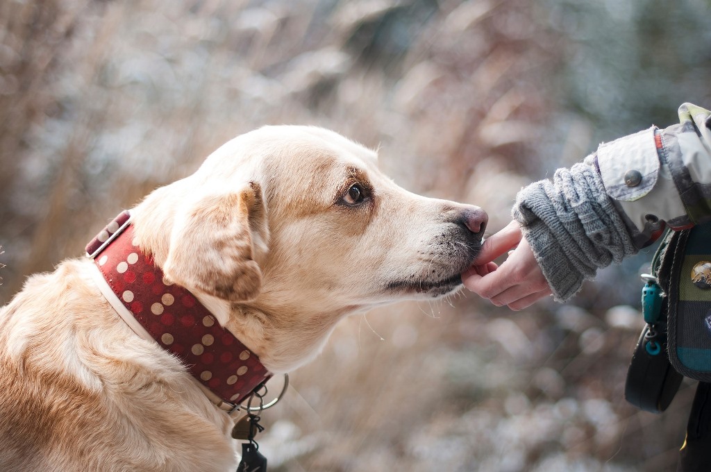 La babesia del cane