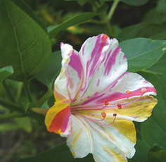 Bella di notte, magnifica fioritura notturna