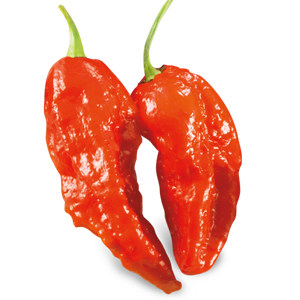 Peperoncino Big Naga (Bhut Jolokia)