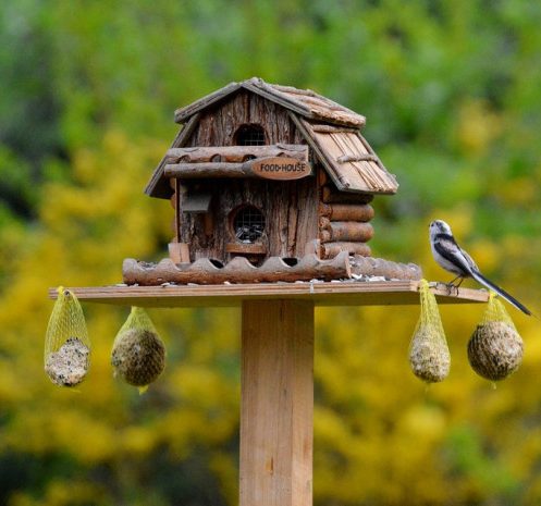 Bird feeding, come aiutare gli uccellini in inverno