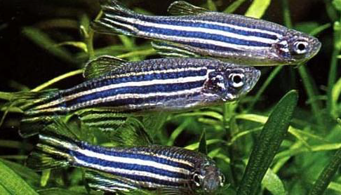 Brachydanio rerio o danio zebrato