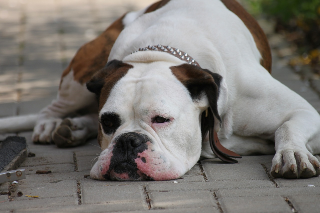 Cane: come comportarsi a passeggio e in vacanza