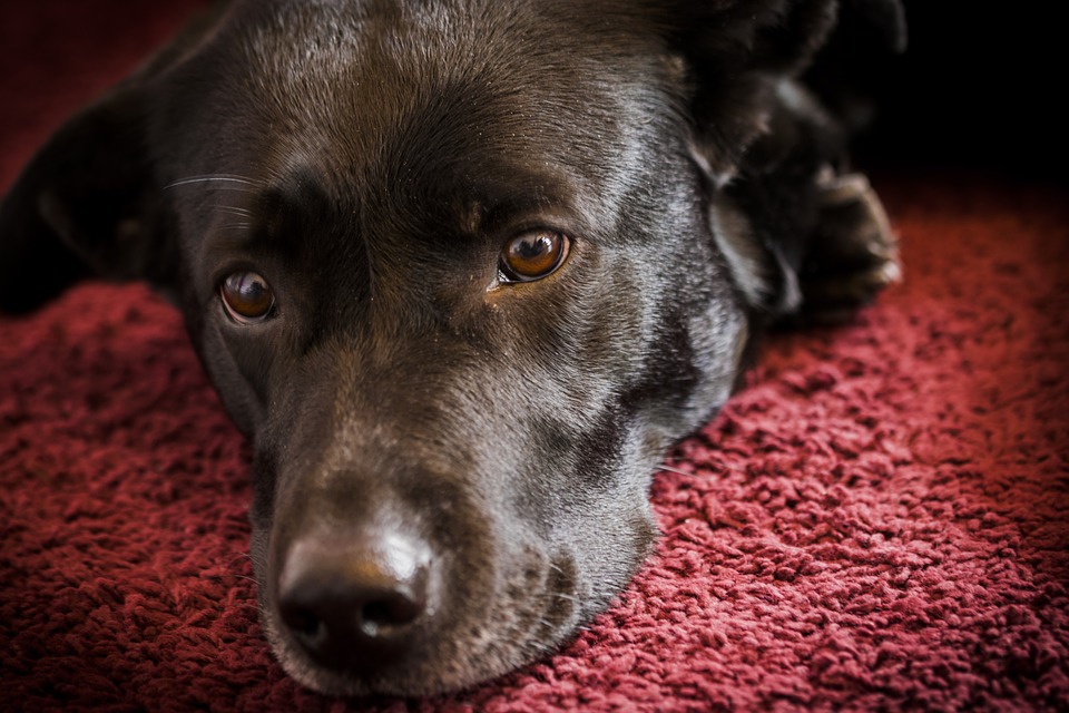 Il cane parla