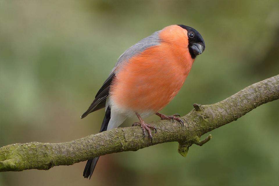 Specie aviarie nostrane tutelate dalla Convenzione di Washington