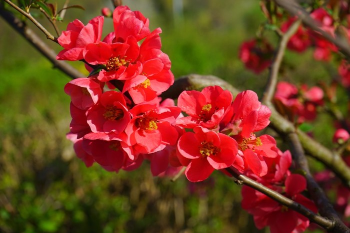 Chaenomeles japonica (Cydonia)