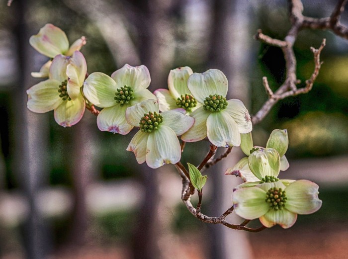 Cornus florida Rubra