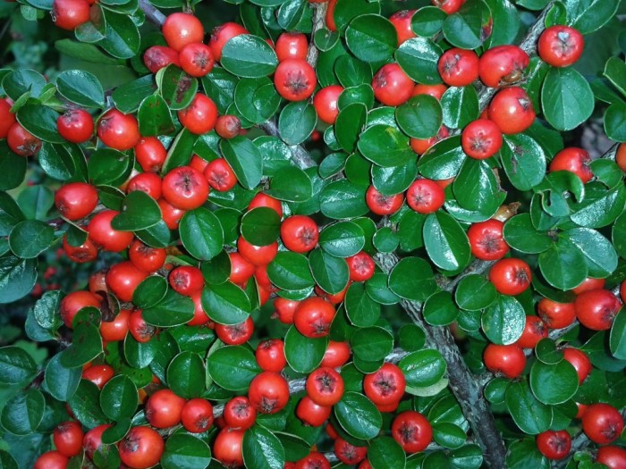 Cotoneaster horizontalis