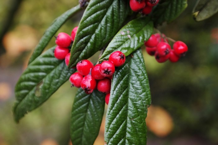 Cotoneaster salicifolius