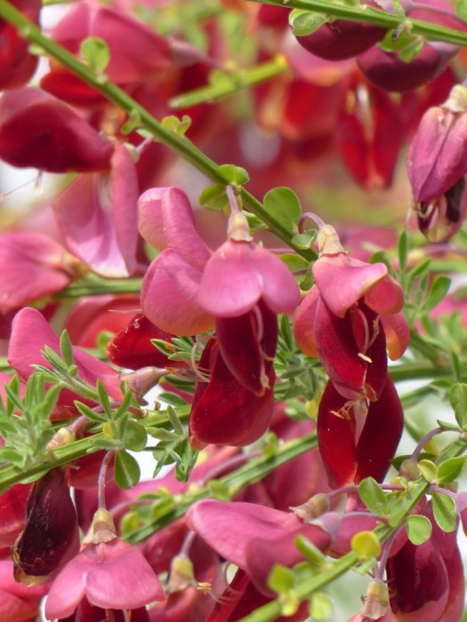 Cytisus praecox