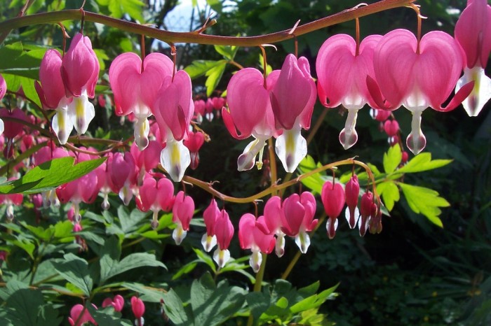 Dicentra spectabilis