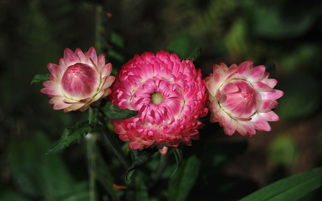 Elicriso, fiore di carta