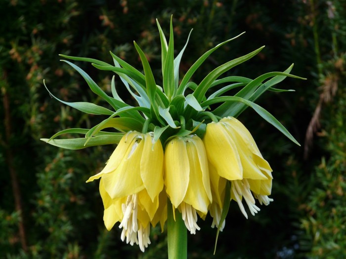 Fritillaria