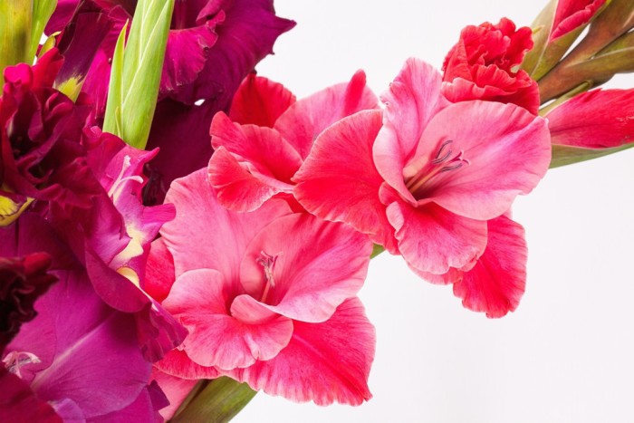 Gladioli, bellezza antica