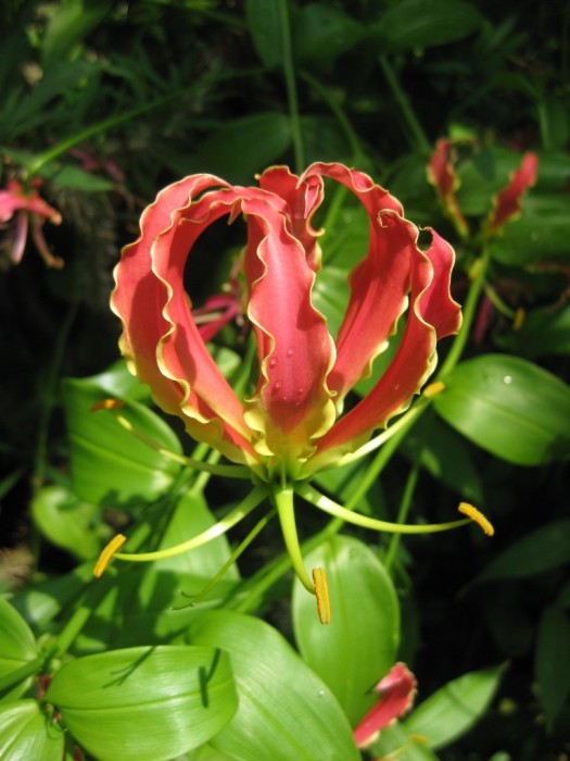 Gloriosa