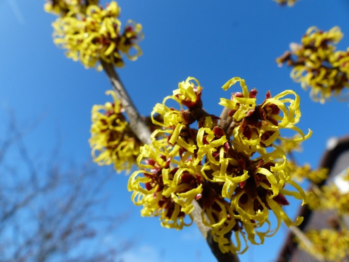 Hamamelis