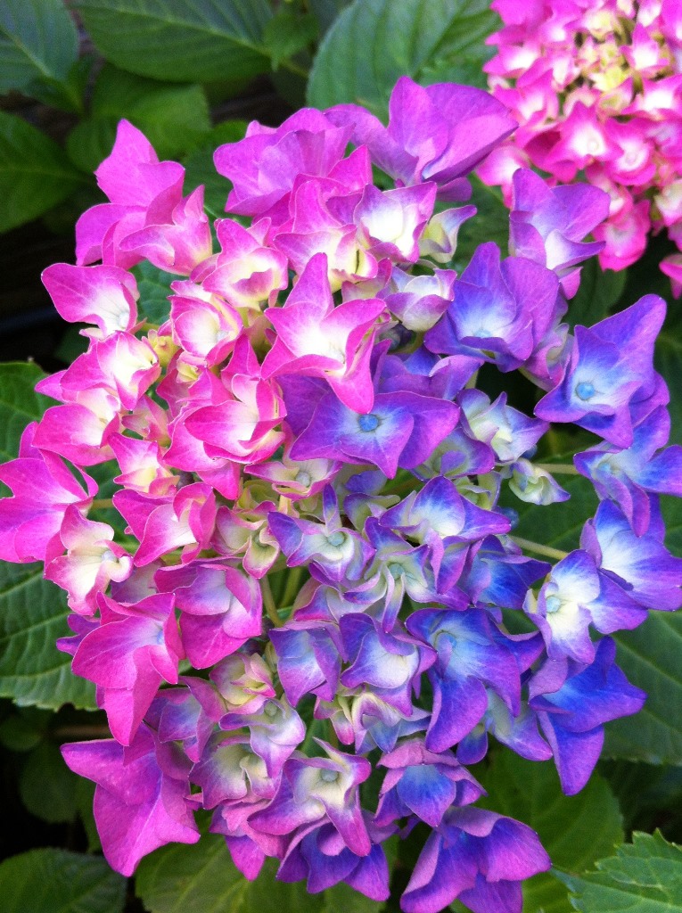 Hydrangea paniculata