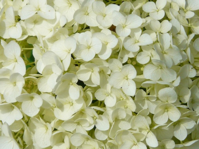 Hydrangea quercifolia o Ortensia a foglia di quercia