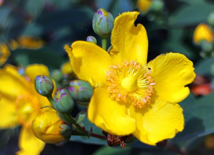 Hypericum calycinum