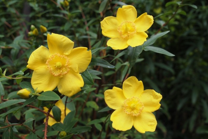 Hypericum Hidcote